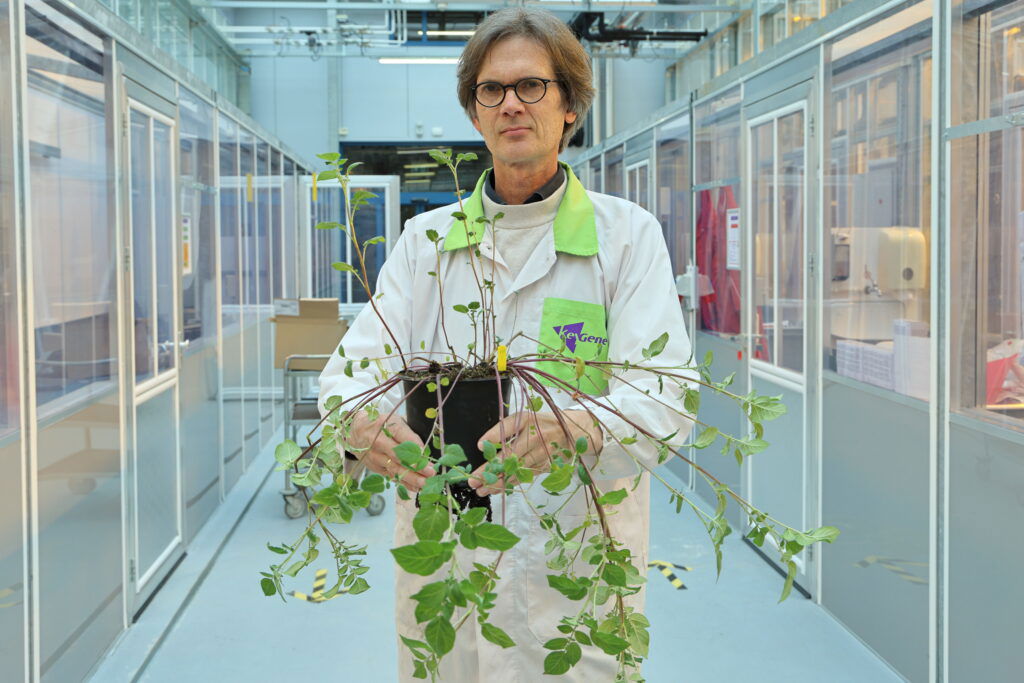 huidtransplantatie in aardappelveredeling 