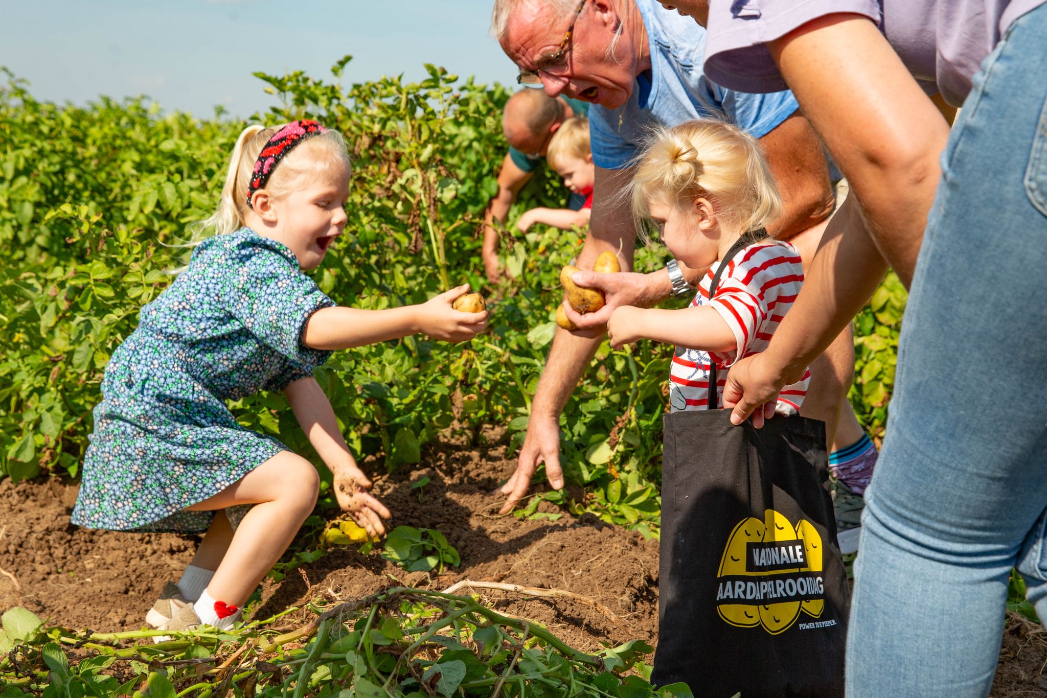 Bezoekers rooidag rooien 22 ton aardappelen