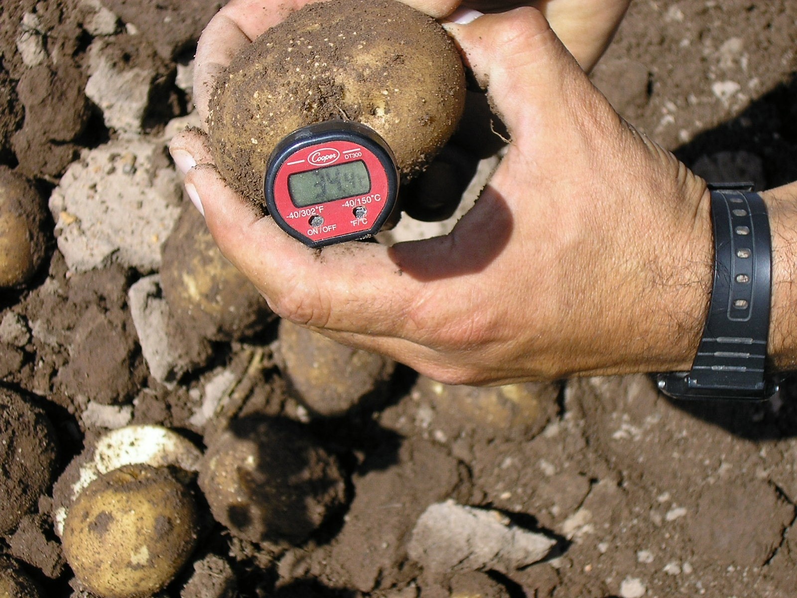 Tubers arriving at over 30°C stop growing and present irregularities when growth resumes.