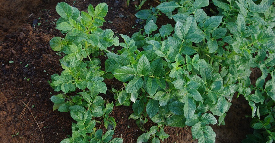 Viruses cause mottle, mosaic, curl and roll symptoms on the leaves of infected plants that stay behind in growth and tuber yield.
