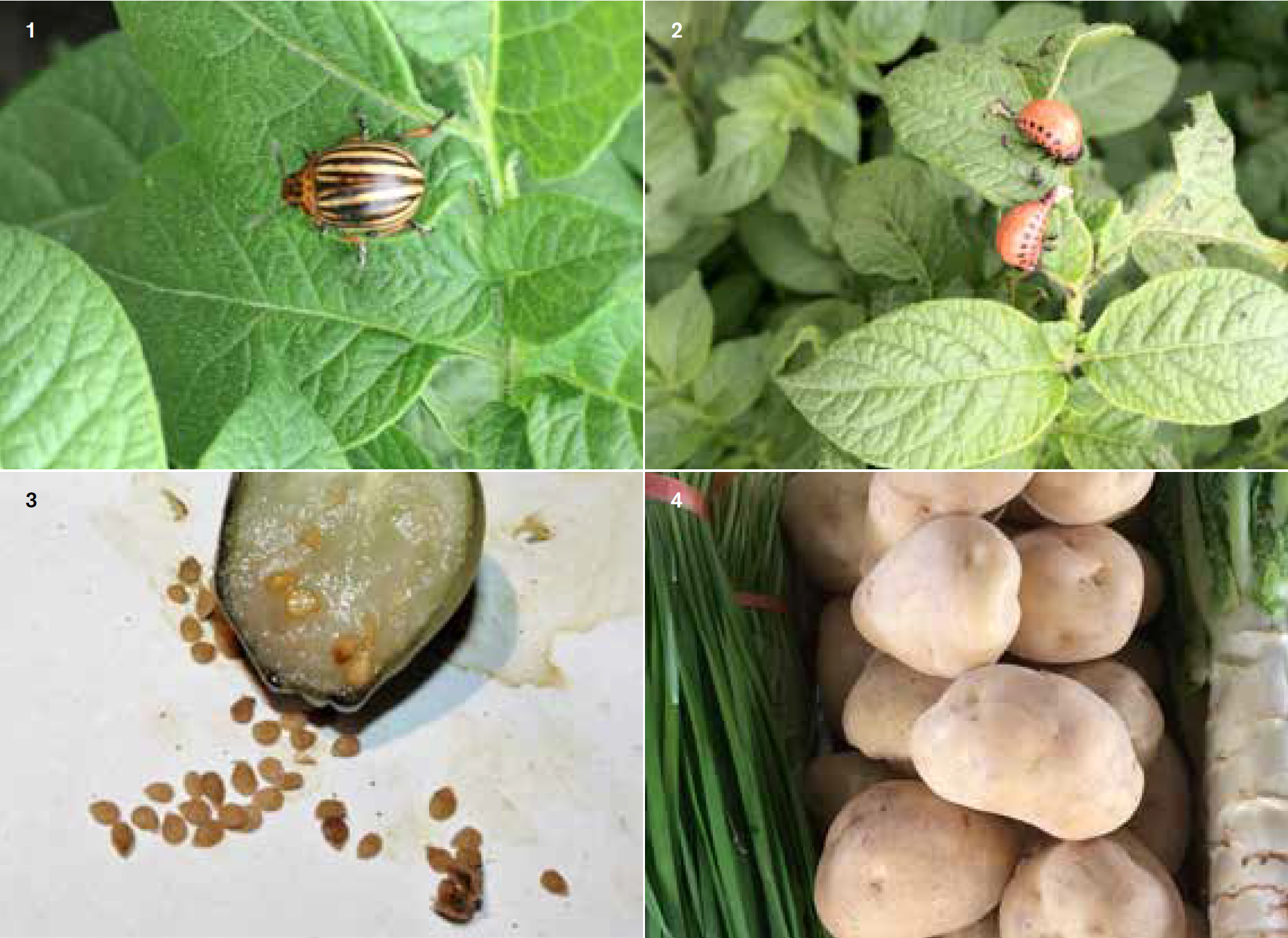 Winged insects such as Colorado beetle (1) and their larvae (2) and botanical potato seeds (3) and tubers (4) are examples of metamorphosis.