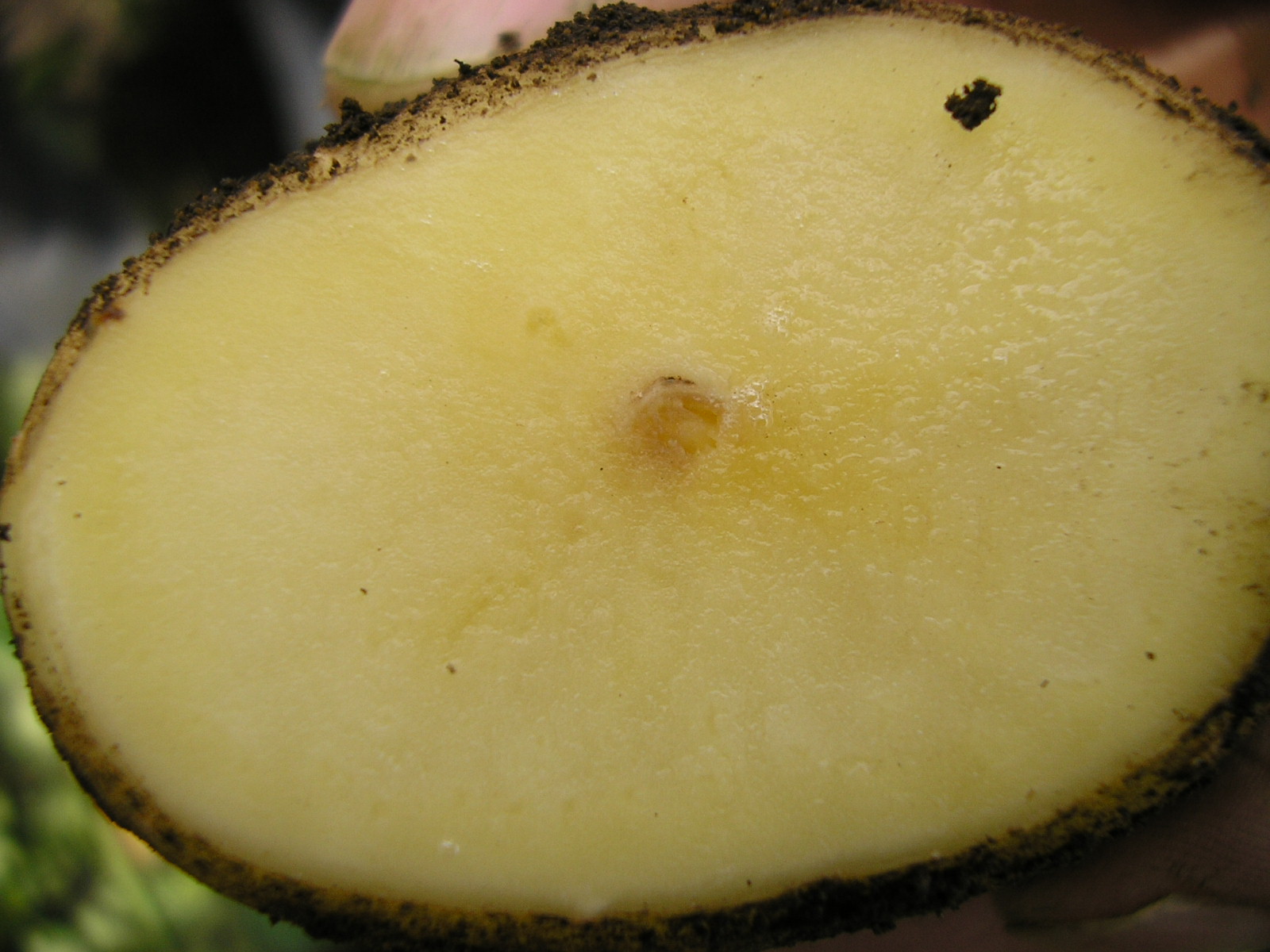 potato is also prone to many disorders of non-pathogenic origin. 
