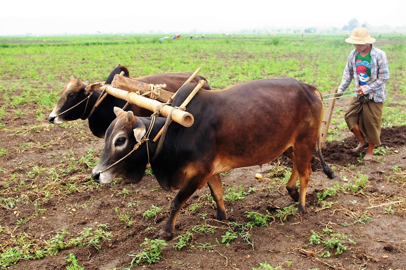 Lifting and harvesting by hand is most labor-intensive. The workload is reduced by using animal power.