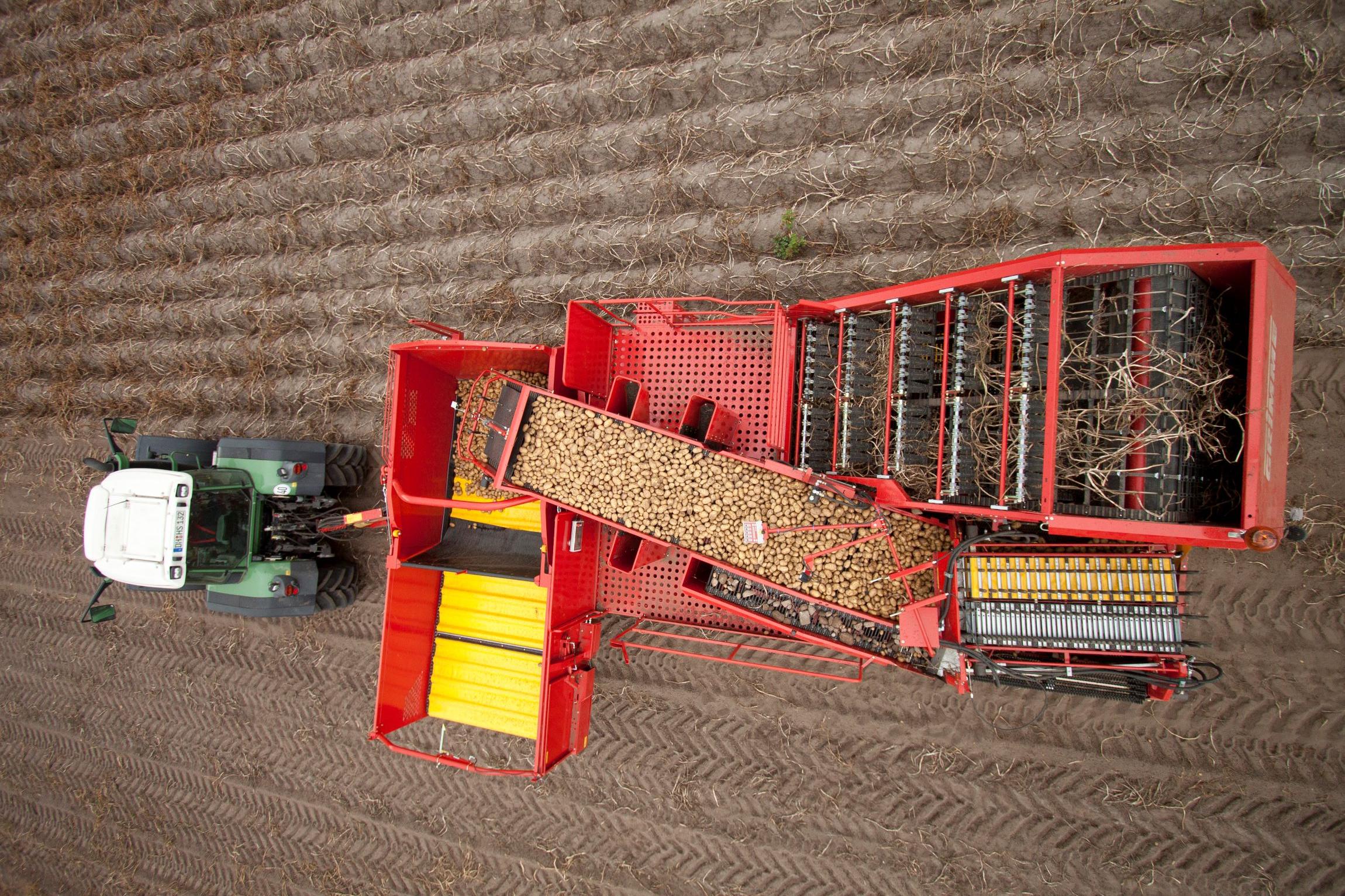 A fully automatic harvesting machine deposits the tubers in an accompanying vehicle or a bunker.