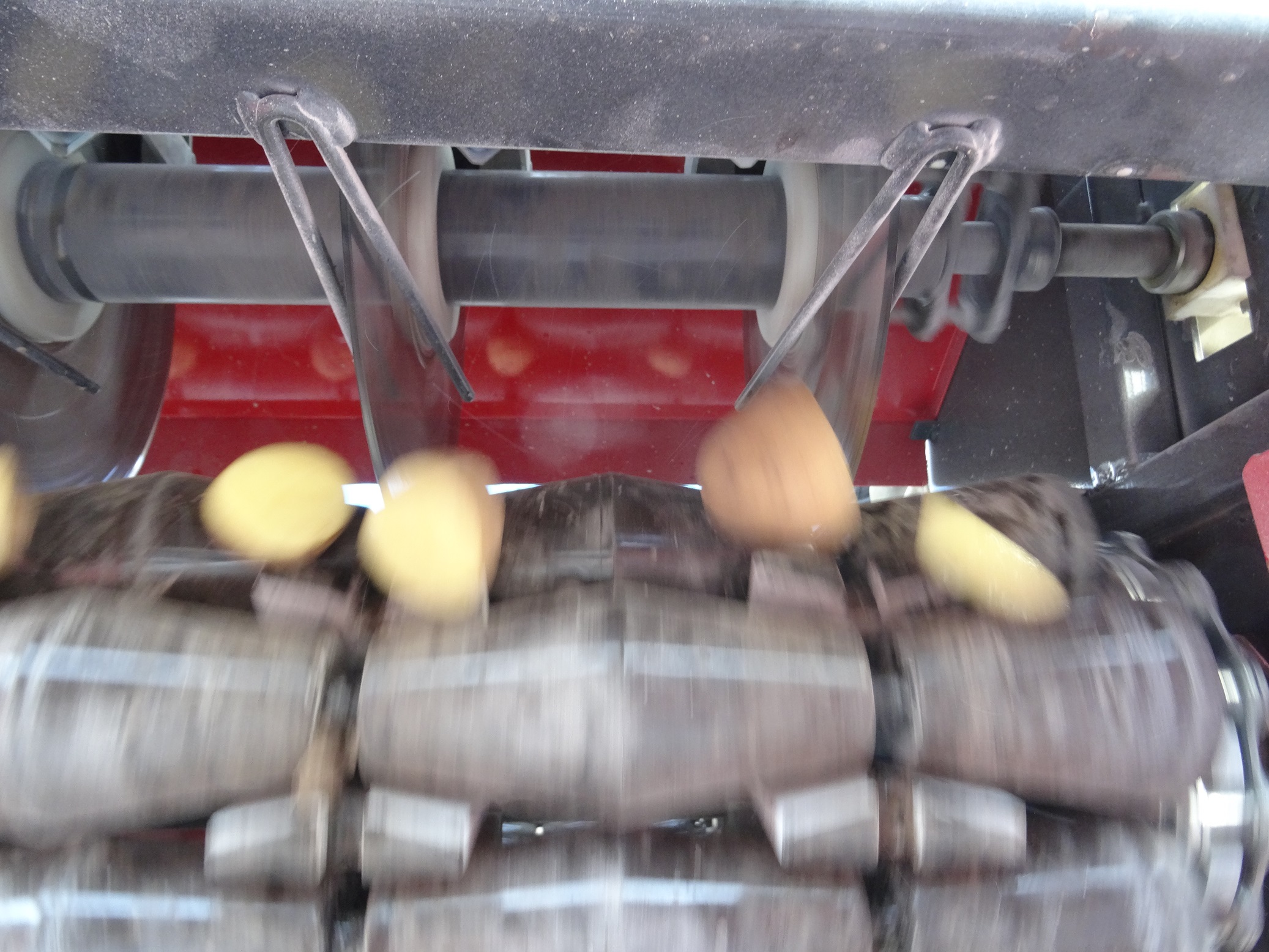 Large seed tubers are cut into pieces by hand or machine. Machine cutting, albeit less costly is less precise with more irregular sized pieces and pieces with varying number of eyes as a consequence