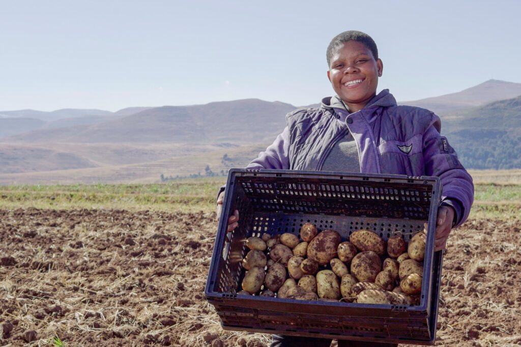 International Day of Potato